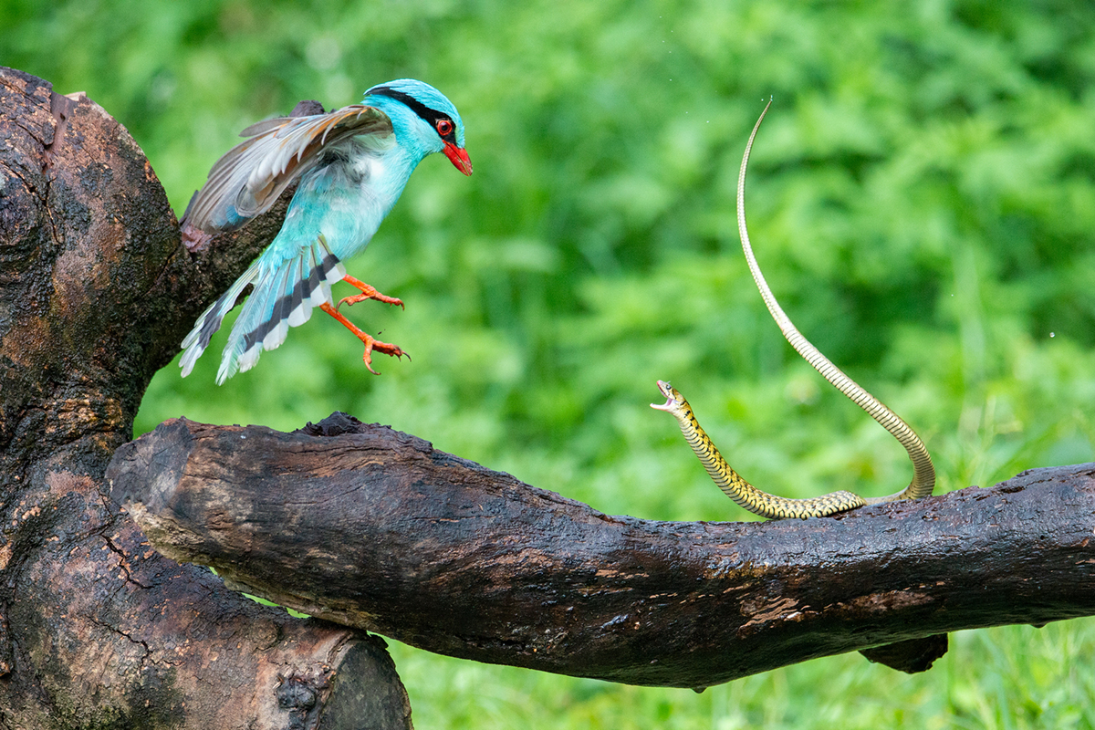 Dragon and Phoenix Fighting