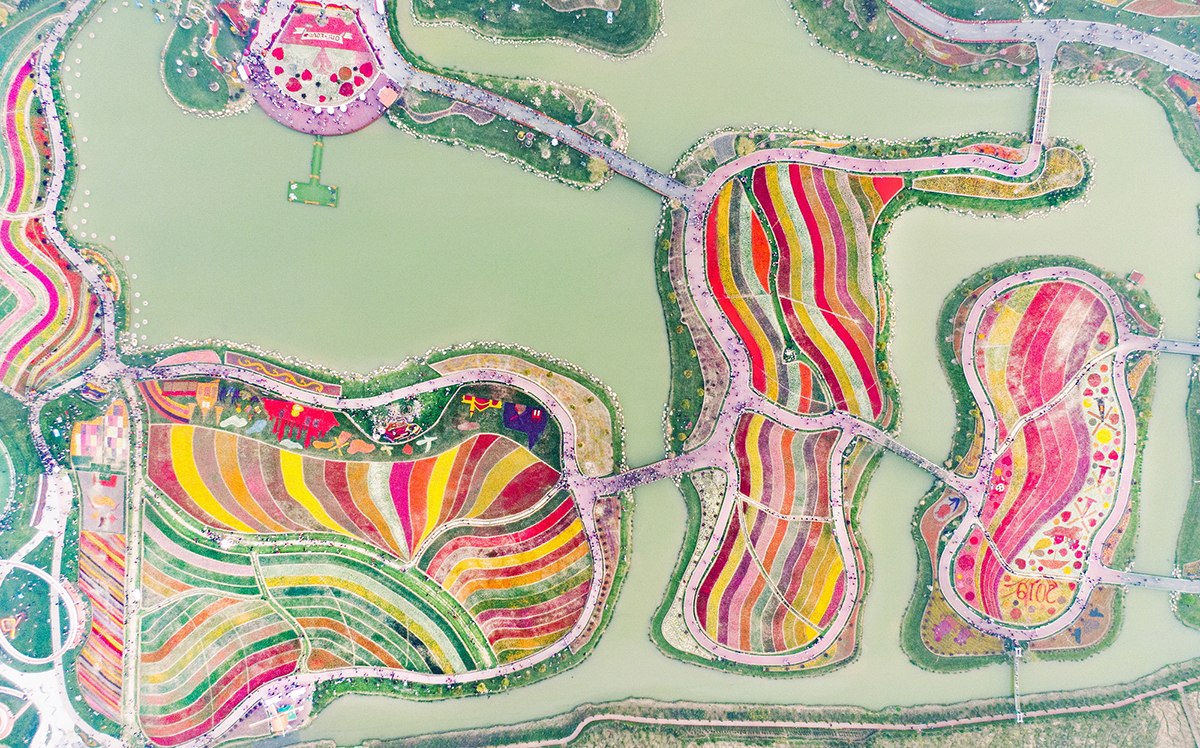 Sea of flowers on wetland