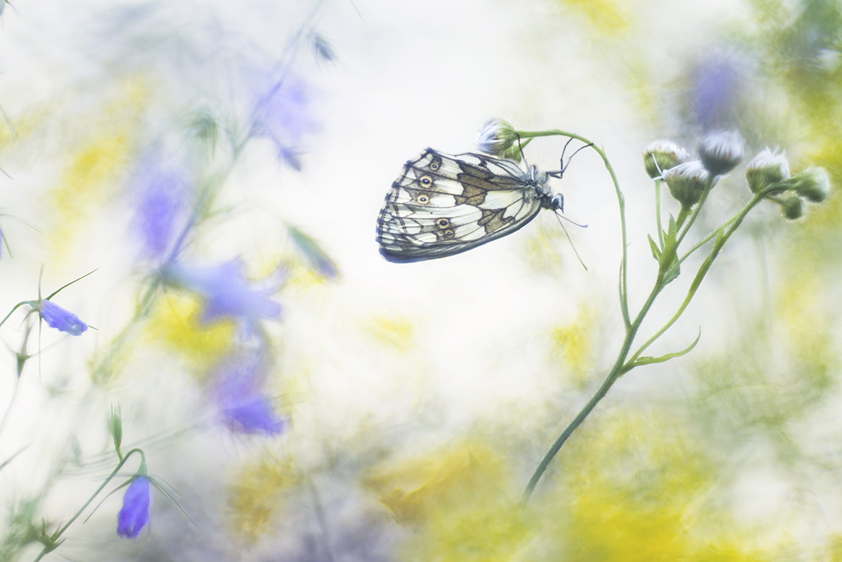 Little wings