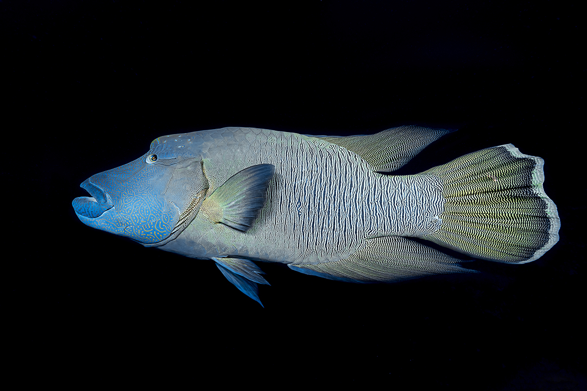 Cheilinus undulatus 
