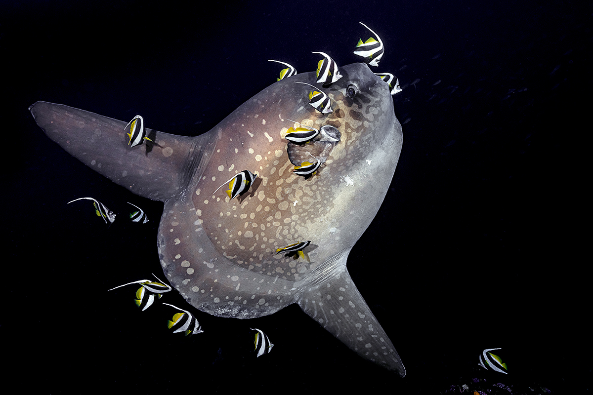 Mola Mola