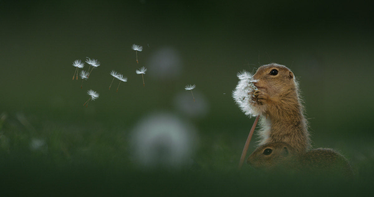 Dandelion