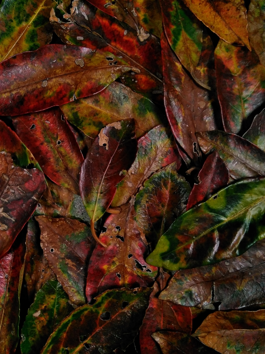 LEAVES