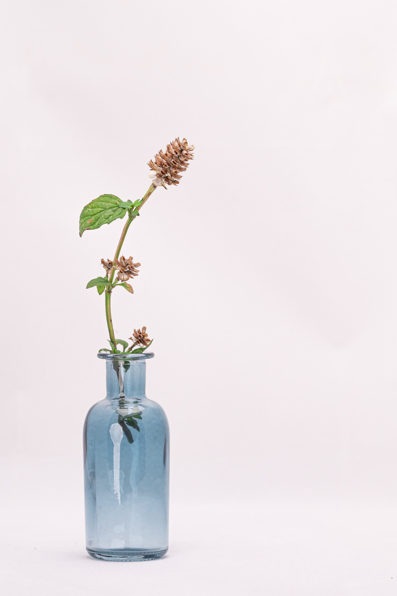 Still Life 4