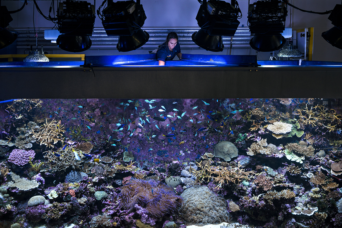 Submerged Conscience