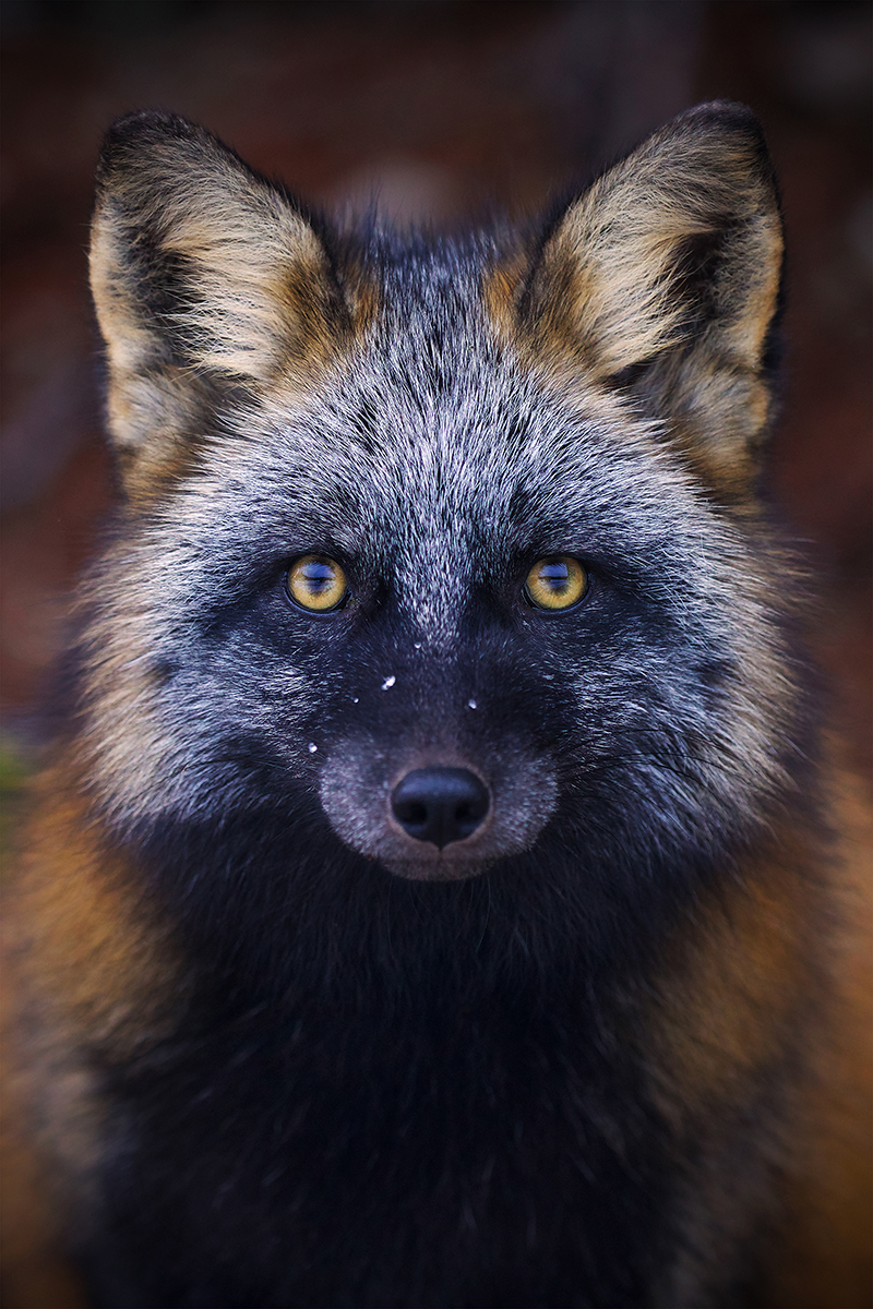 Mr. Foxe