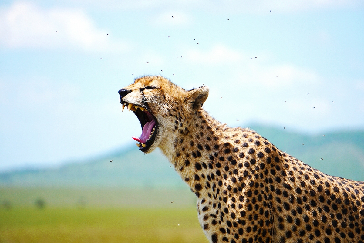 Cheetah Yawn