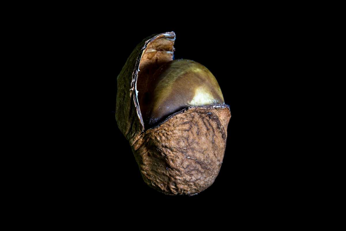 Golden egg