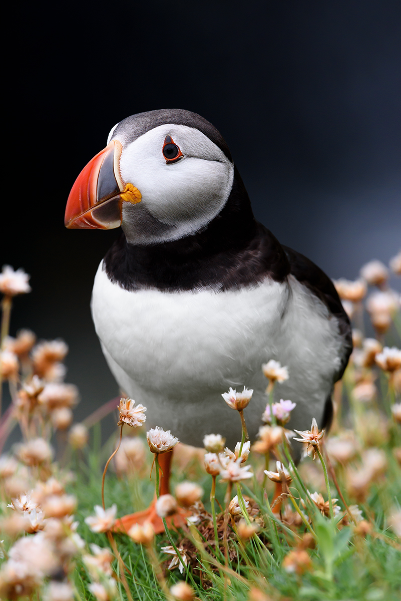 Puffin's fate