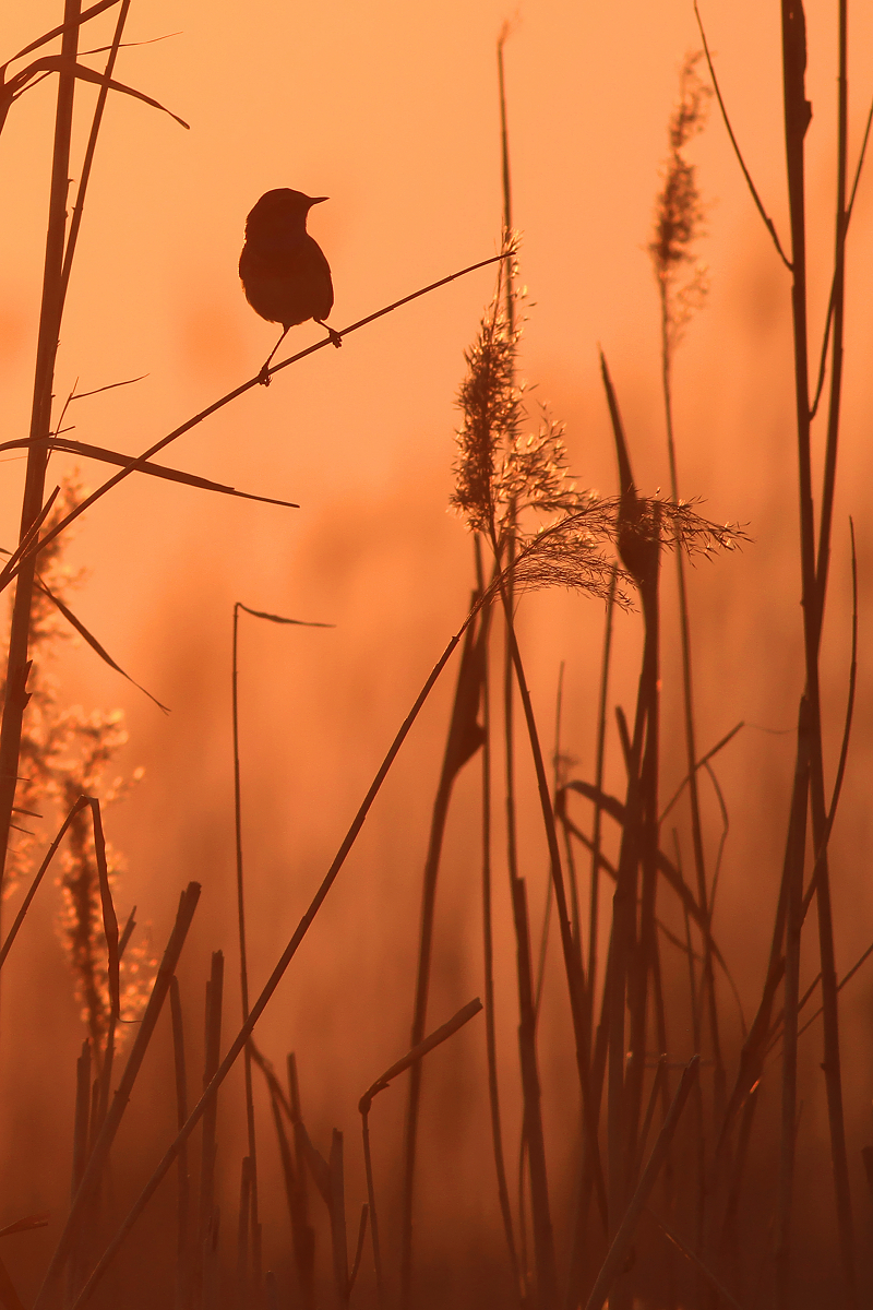 At Sunset