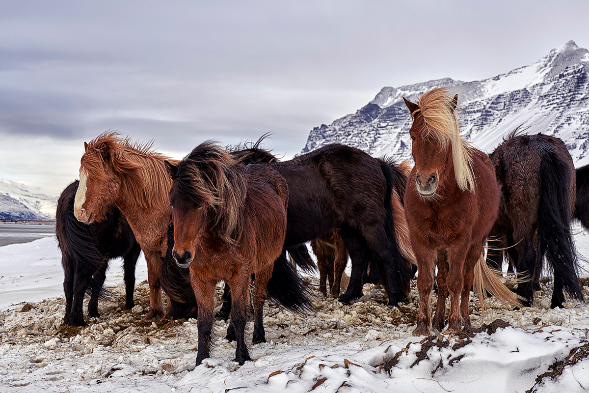 Ice and horses