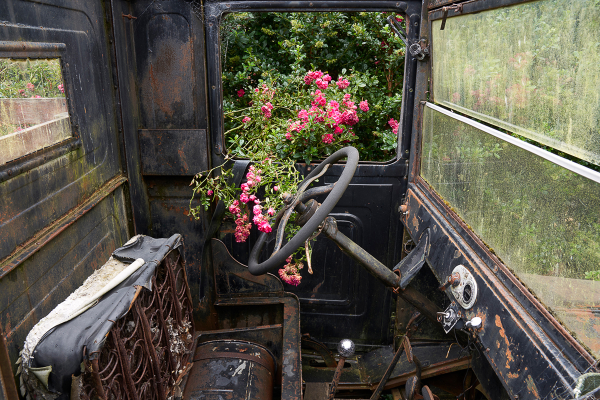 Rust and roses