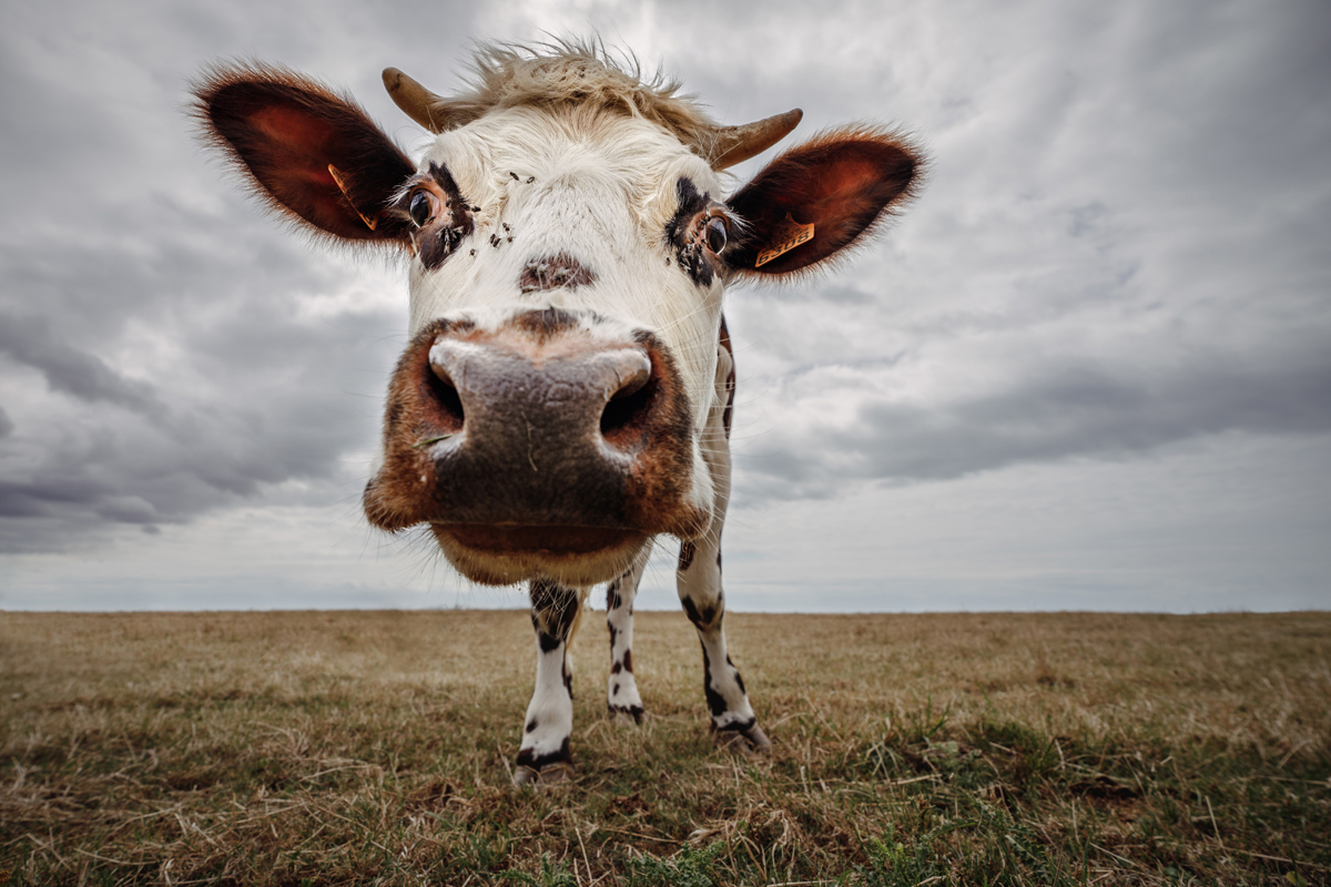 Curious Cow