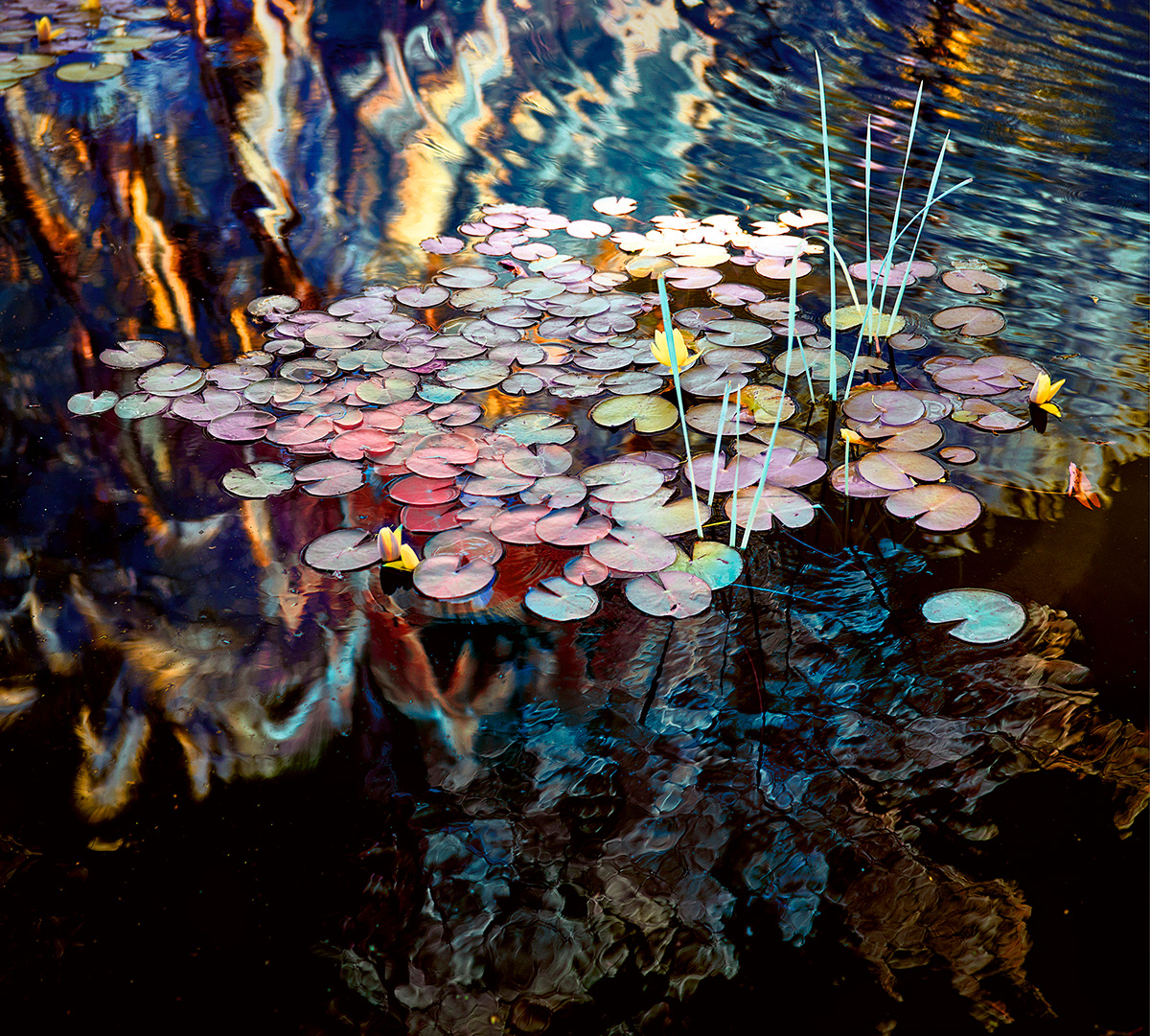 Monet Water Lilies
