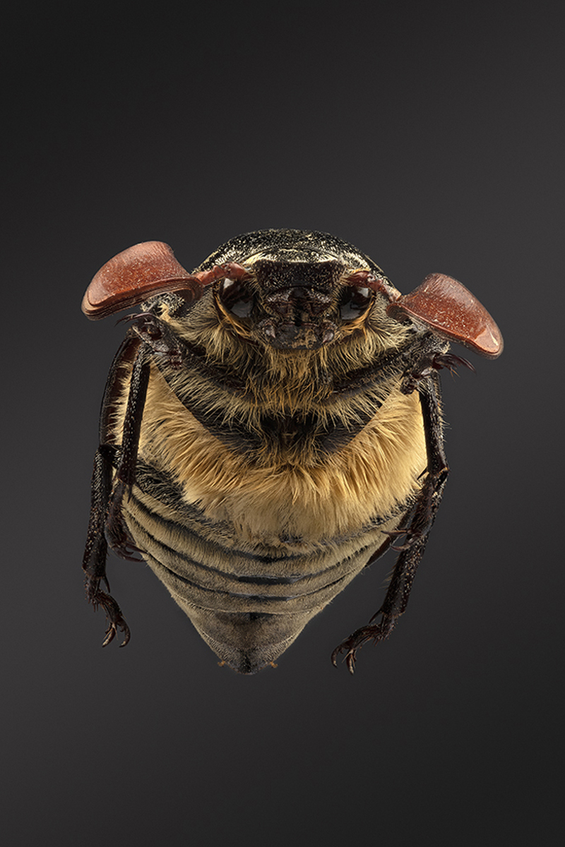 A prototype of a Gremlin