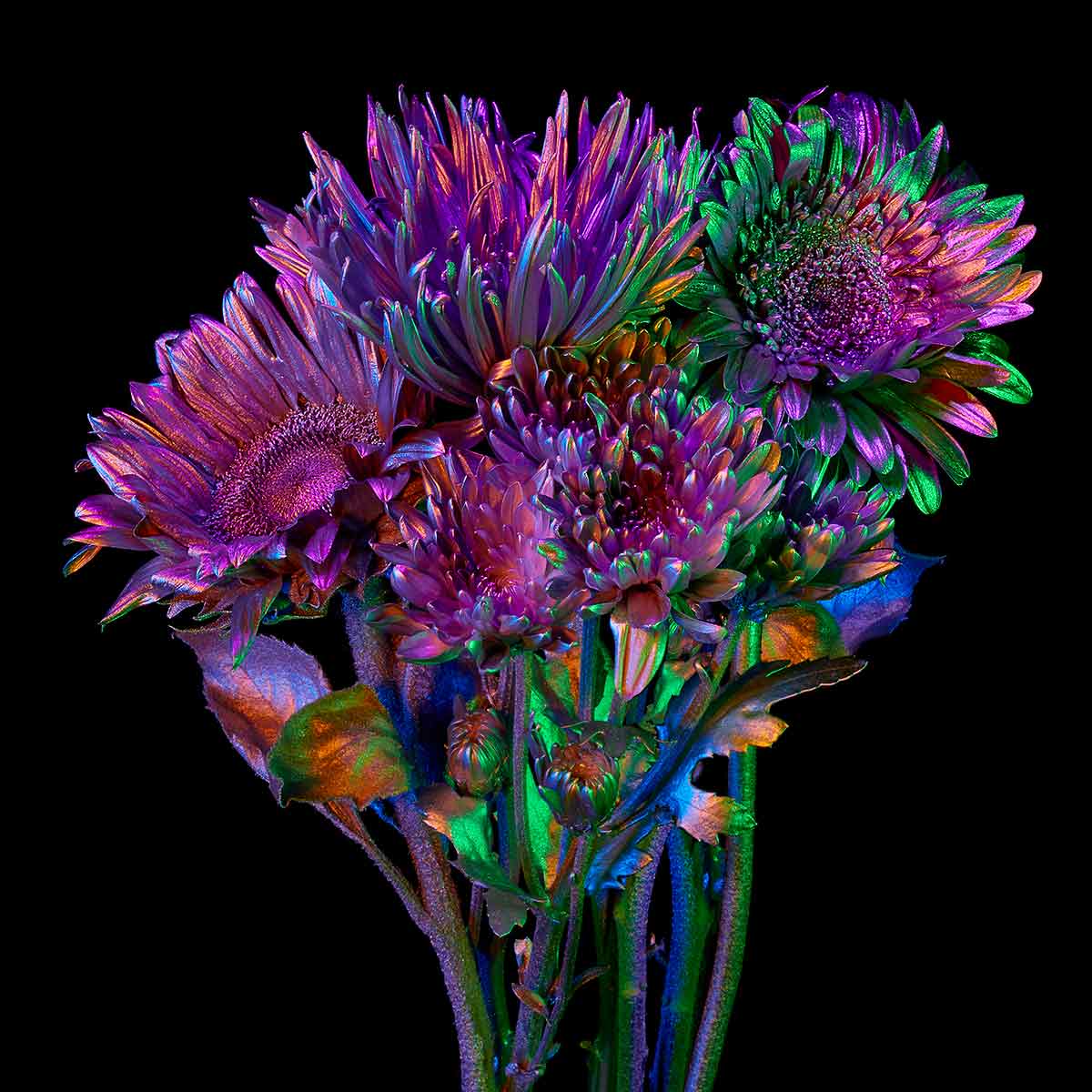 Chroma Florum 5