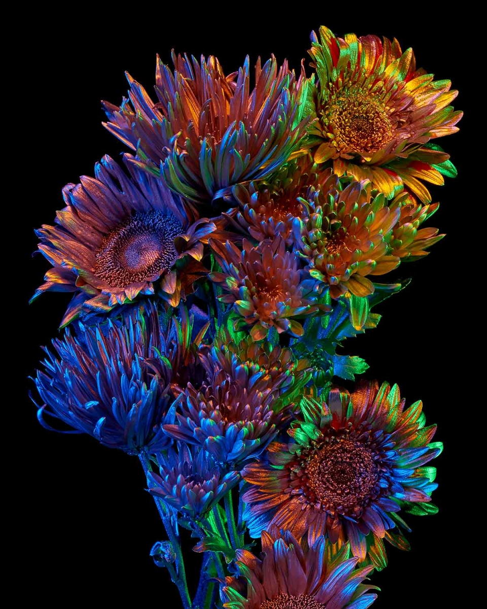 Chroma Florum 6