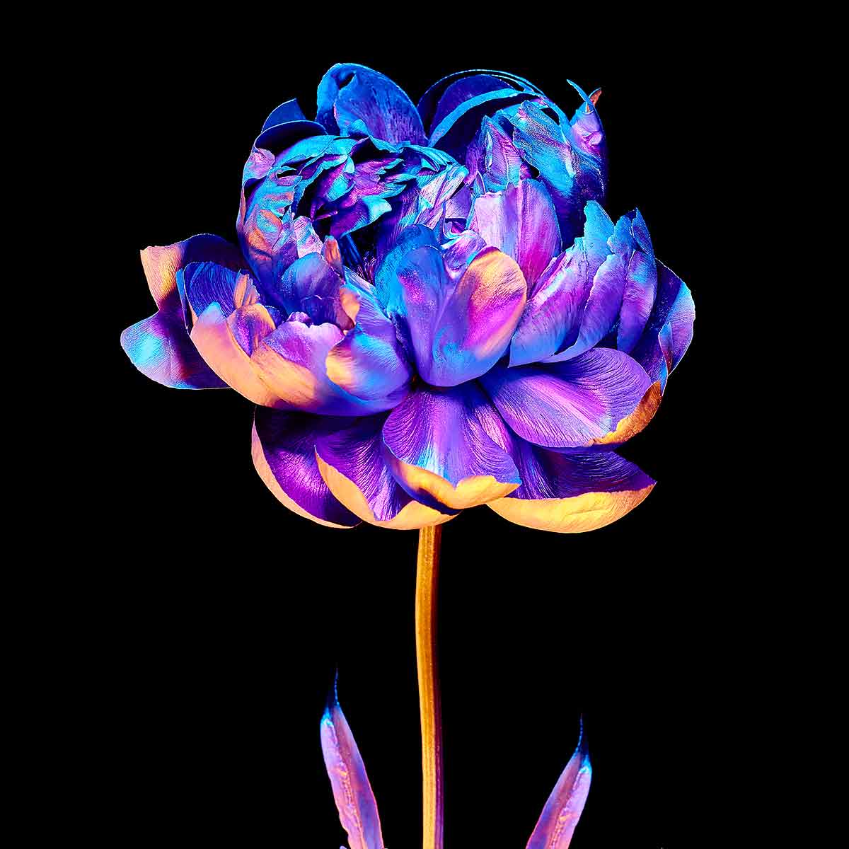 Chroma Florum 4