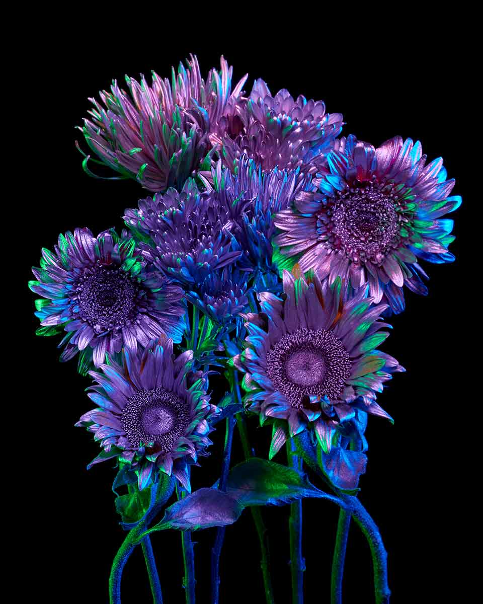 Chroma Florum 7