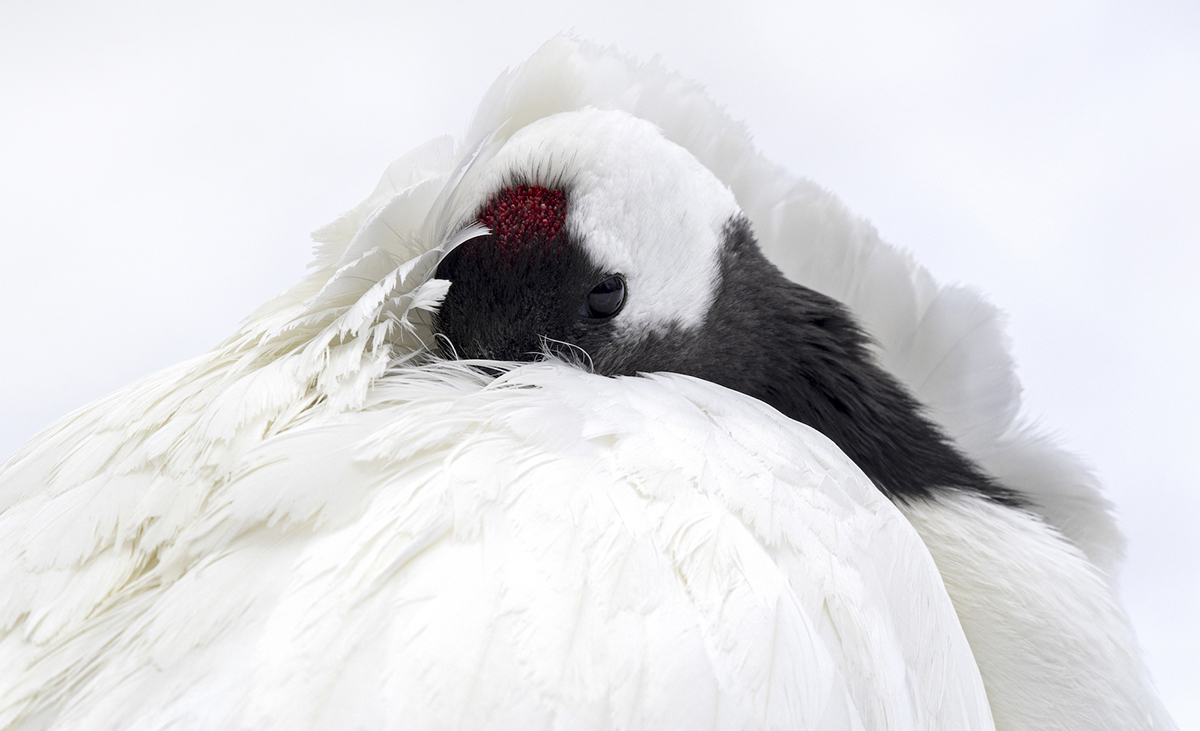 White Flamingo