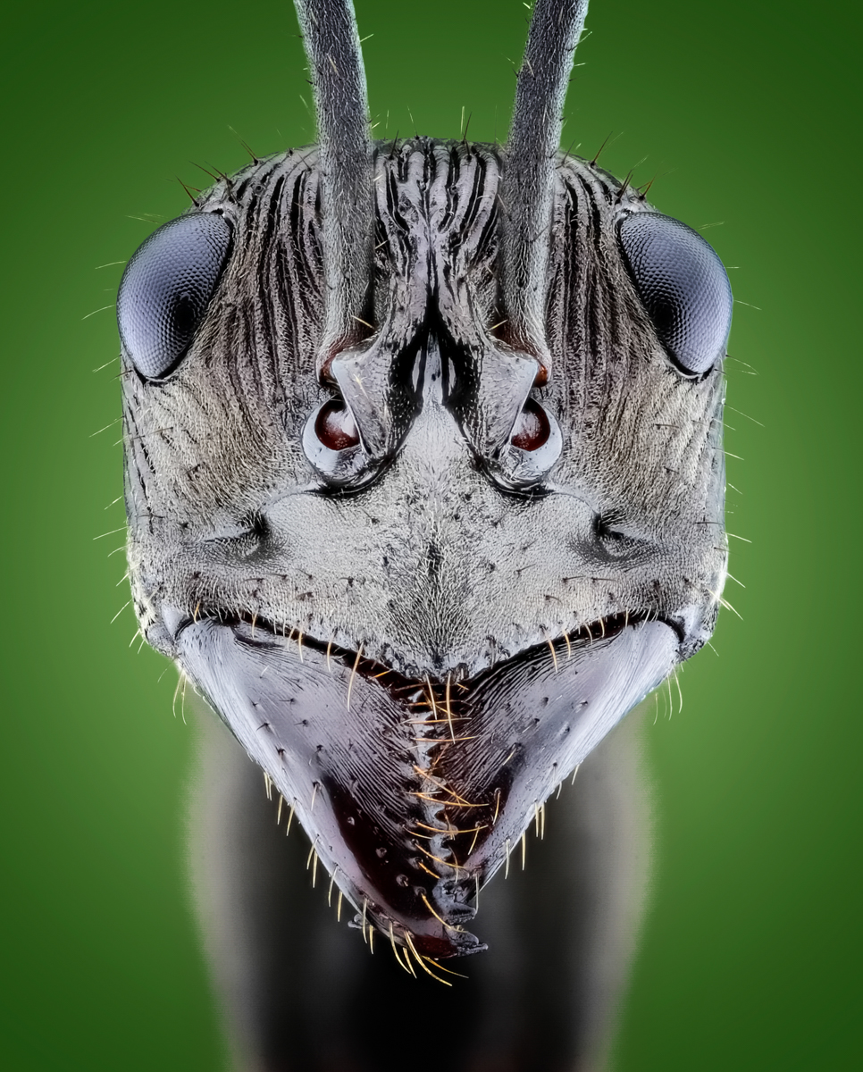 Diacamma Ant Portrait