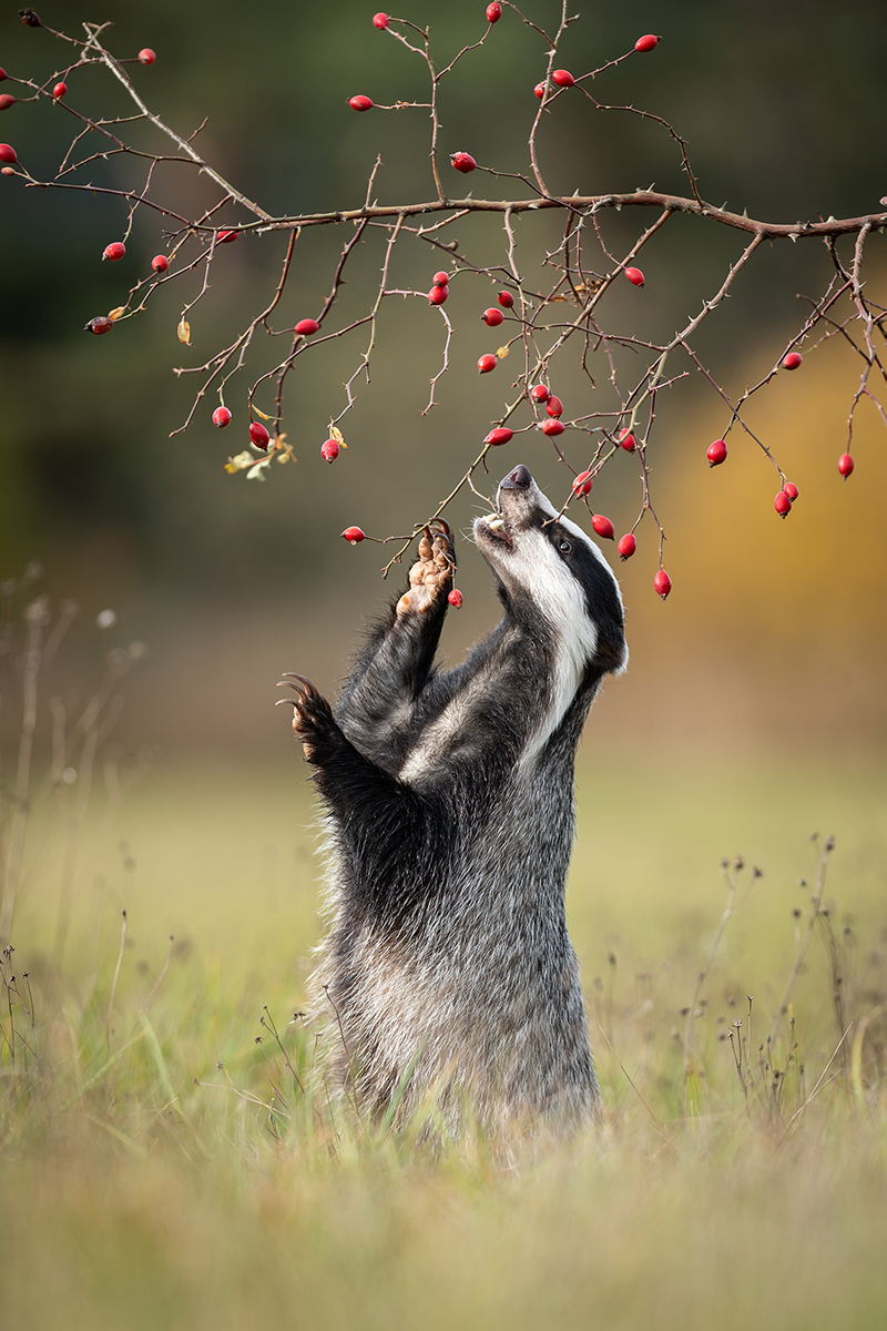 Gather The Rosebuds While Ye May