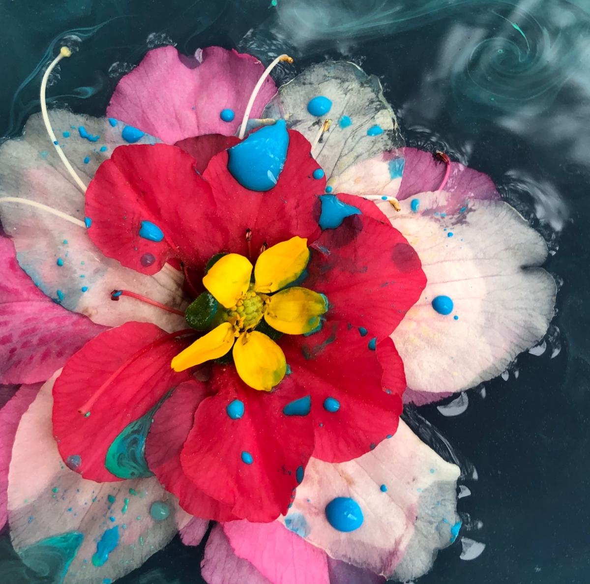 Blooming Rainbow