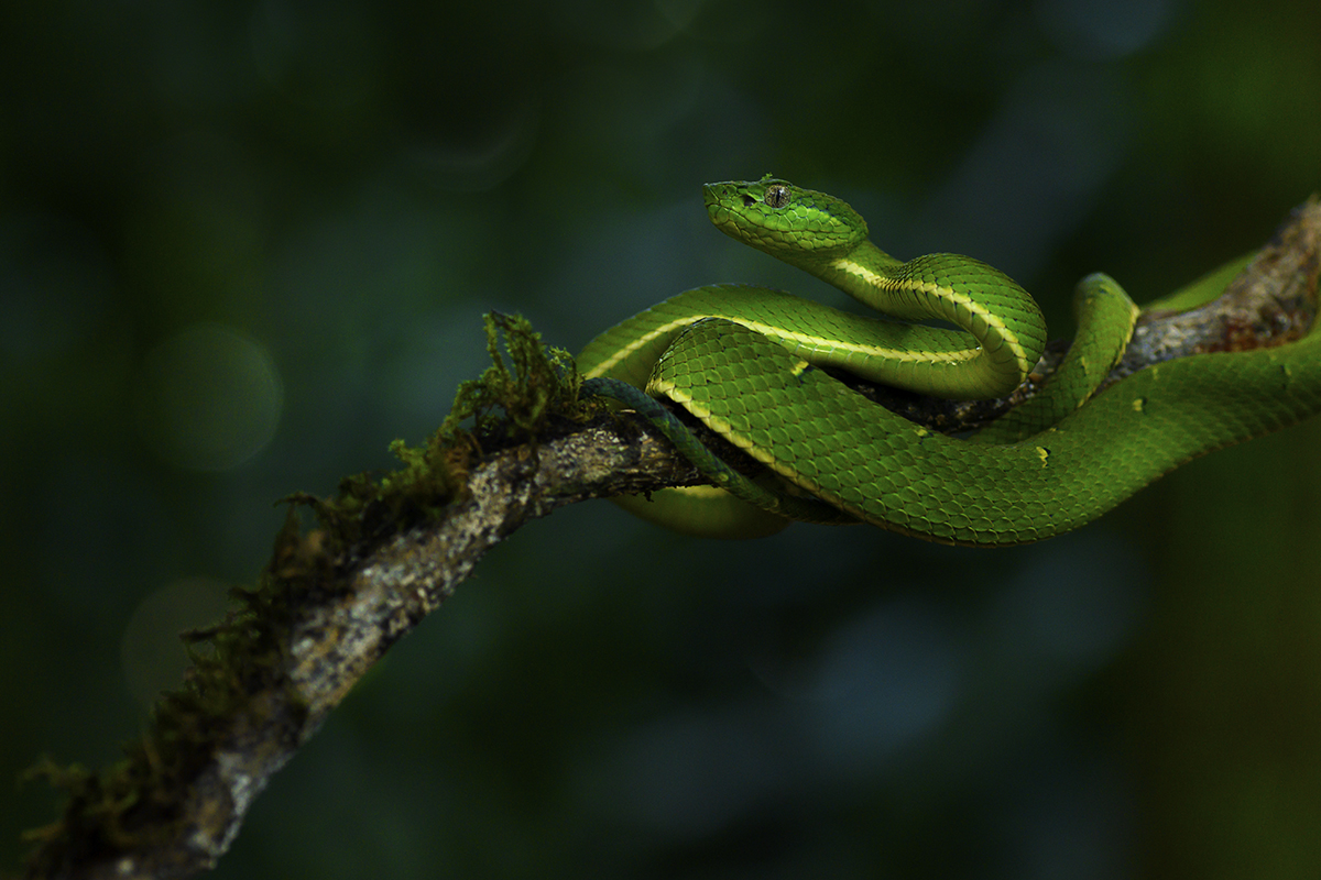 Side striped palm pit viper