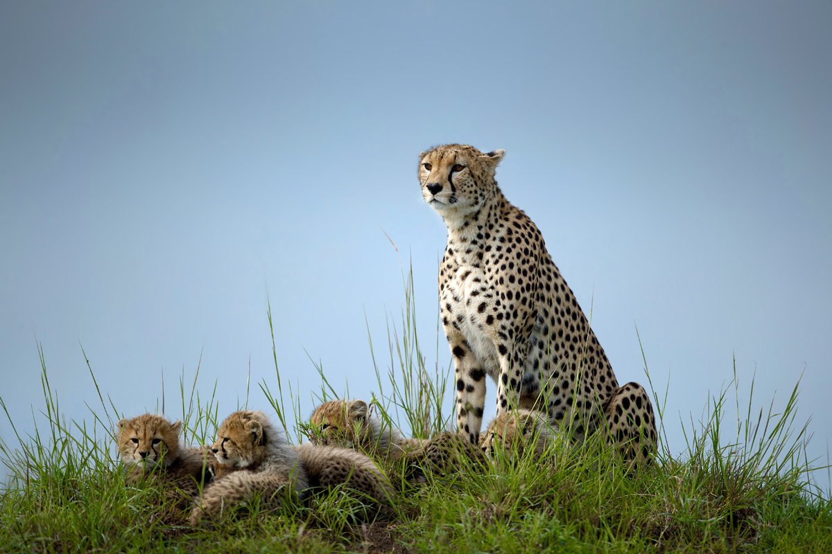Cheetah with cups