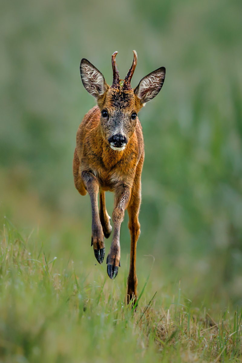 YOUNG ROE DEER