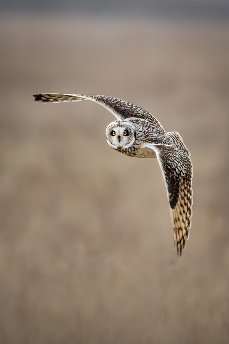 SHORT EARED OWL Eye Contact