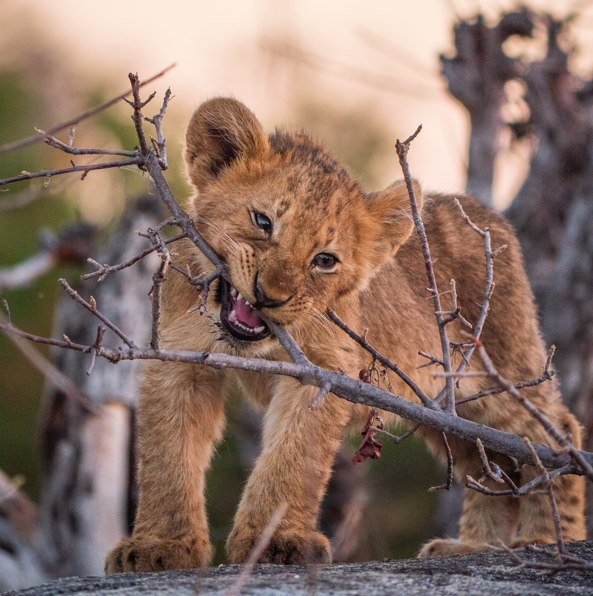 Teething