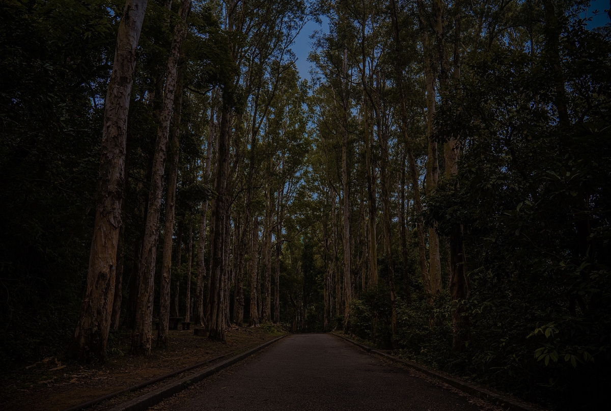 Kam Shan Country Park | Hong Kong 
