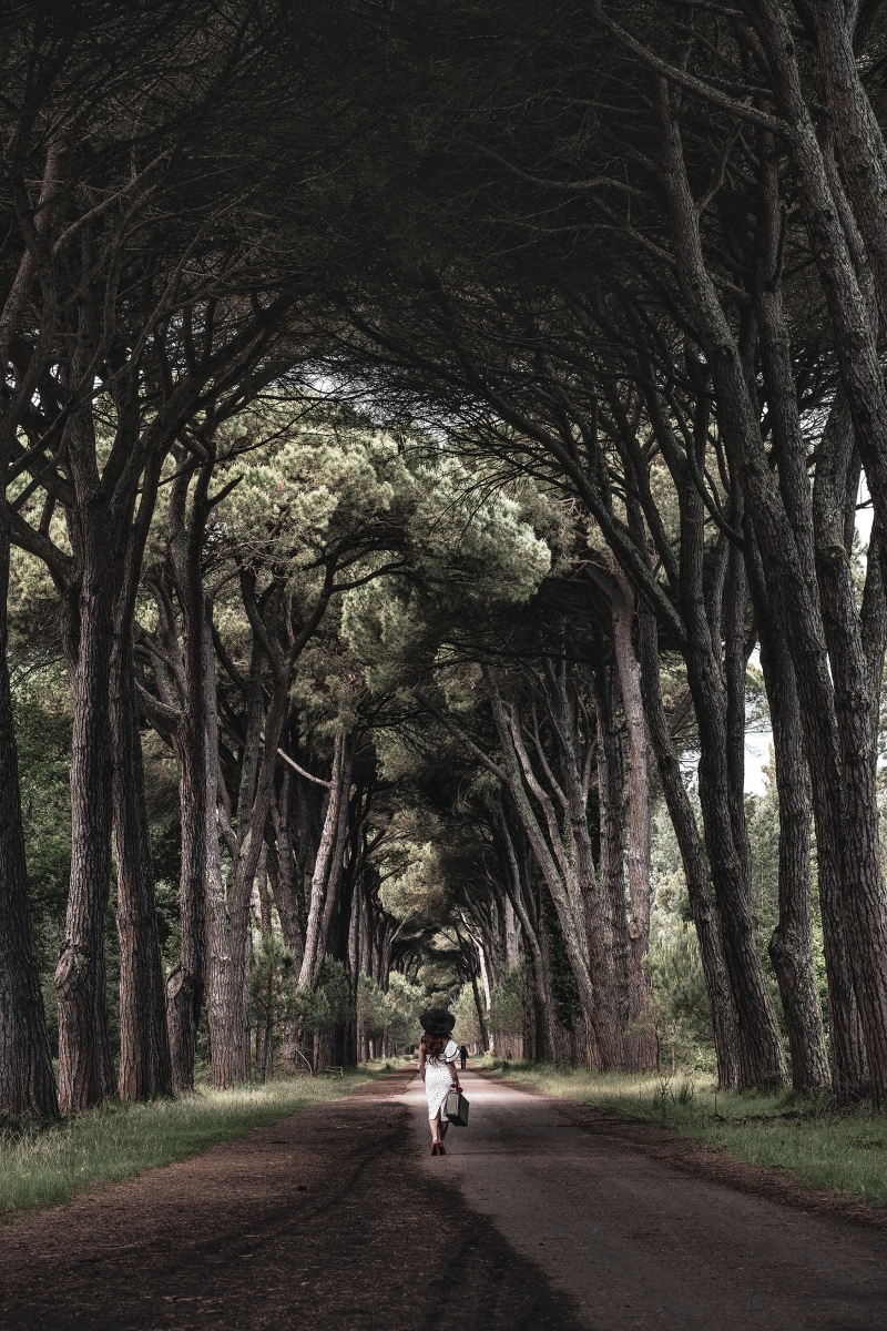 In the wood