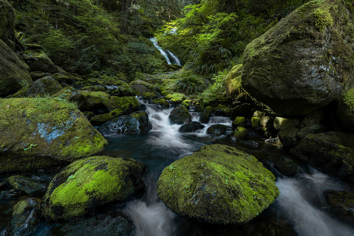 Rhapsody in Green