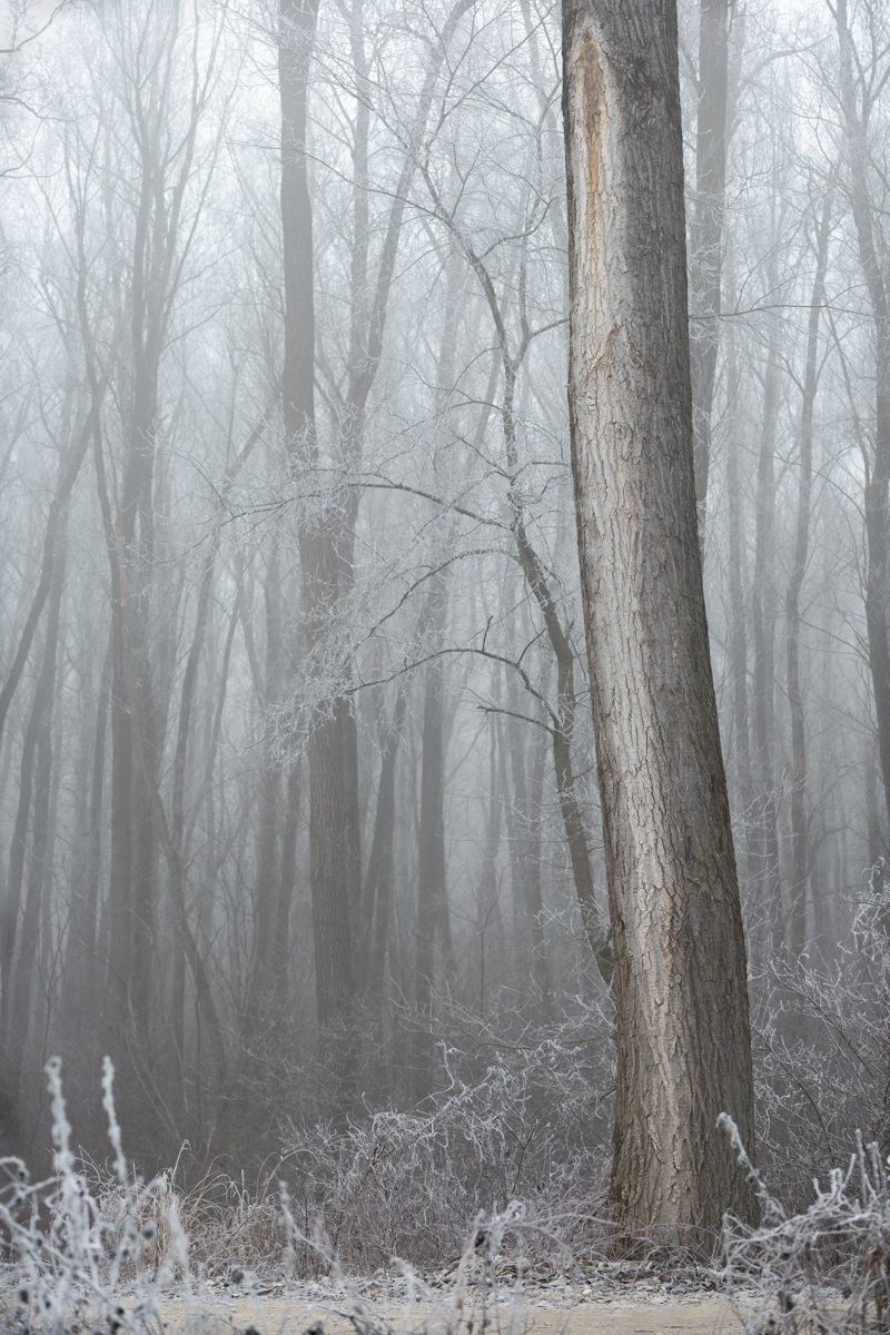 Winter Day