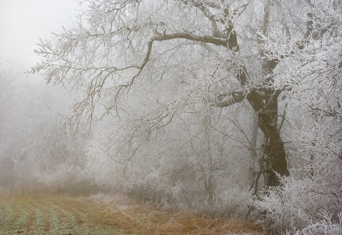 fog and ice