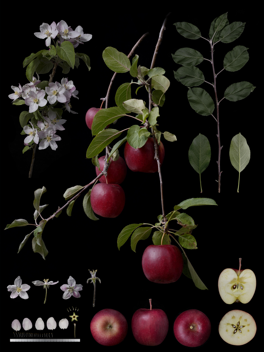 Malus pumila Mill. 'No name' Natural hybrid seedling of Propina