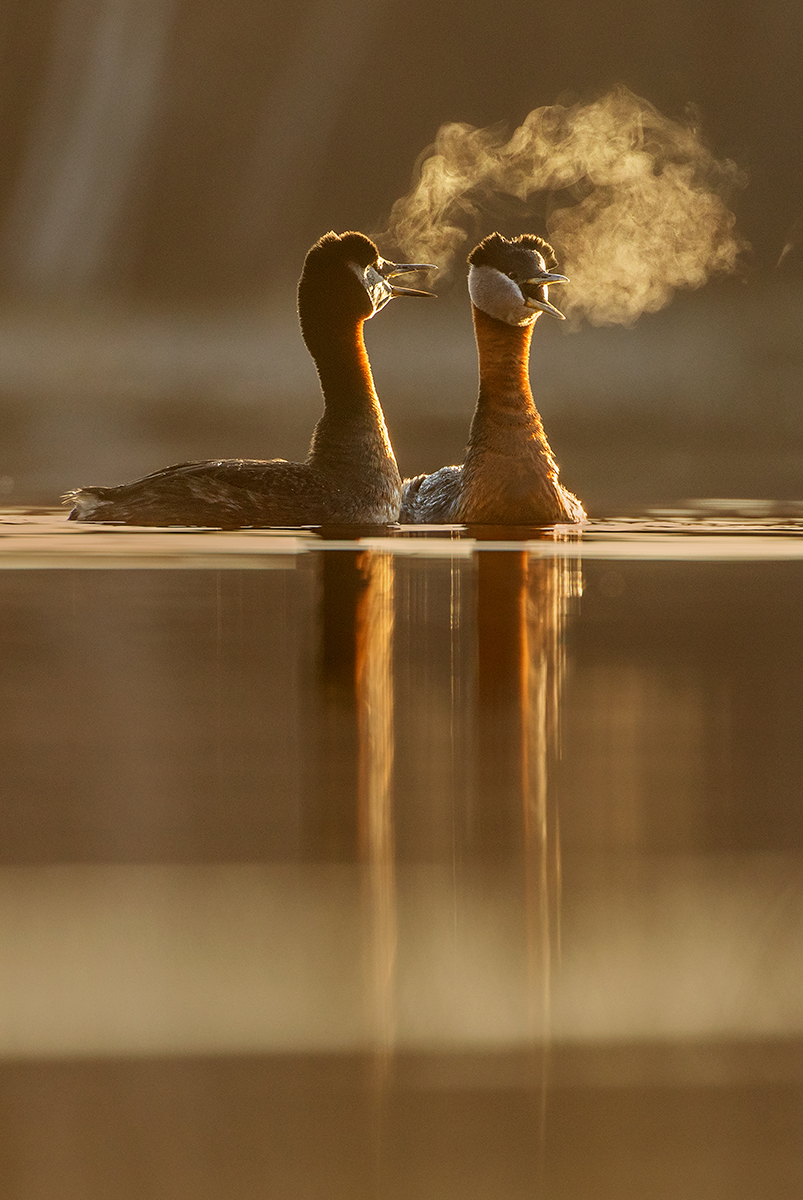 Red-necked Grebe courtship