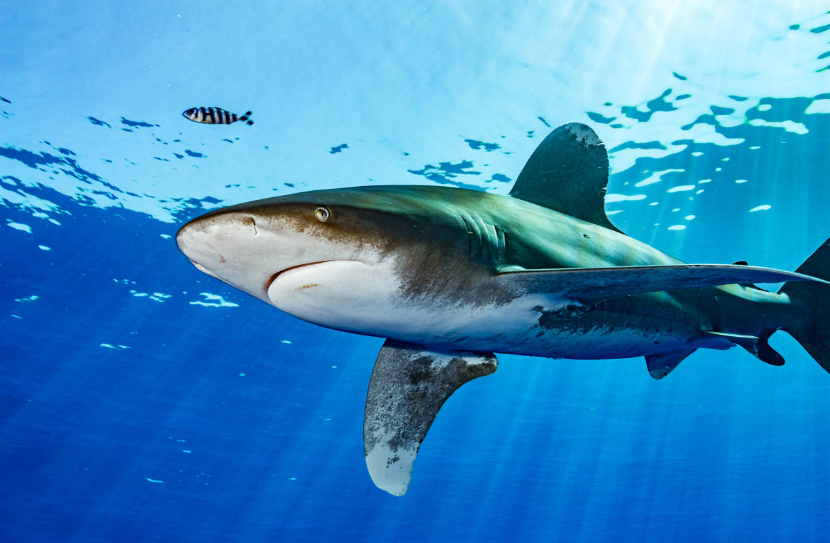 Oceanic shark red Sea Egypt 