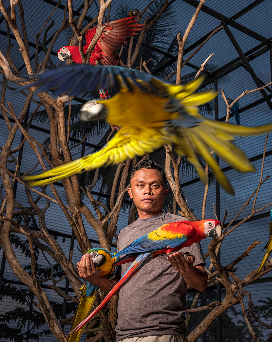 Parrots