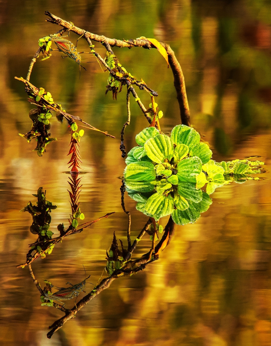 SWAMP LETTUCE