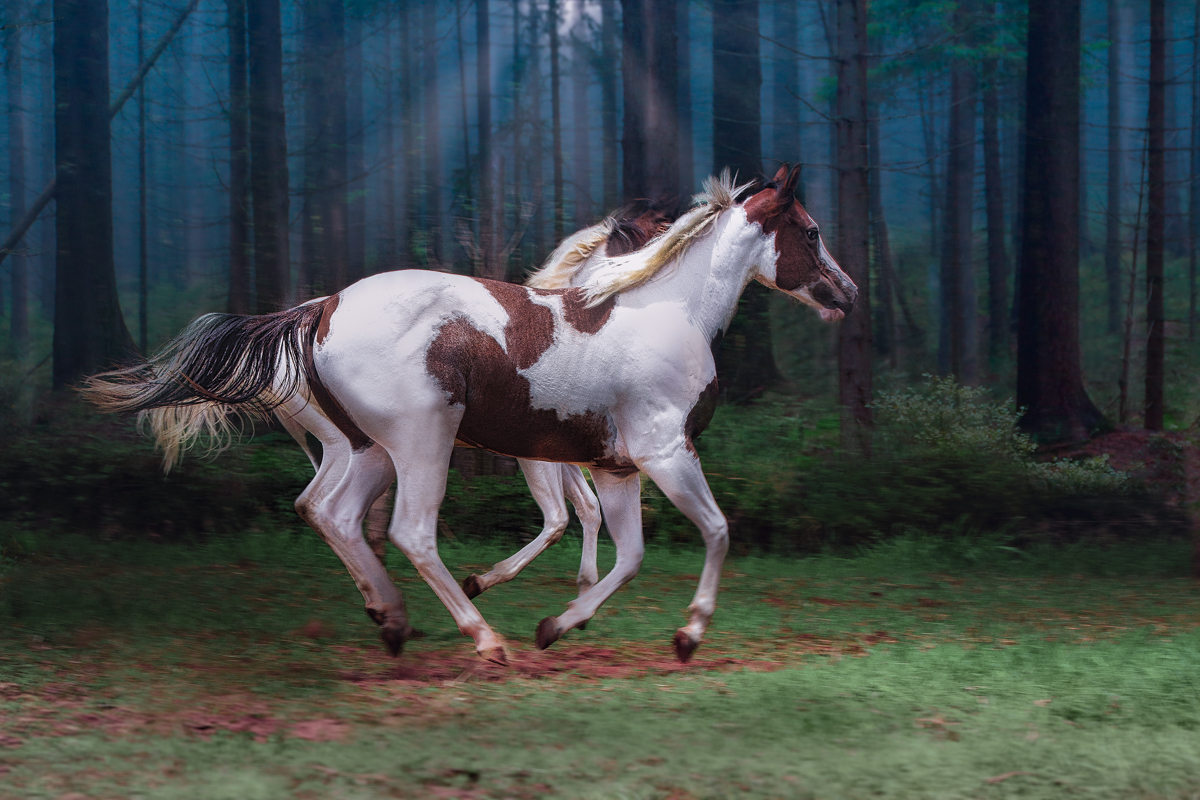  Paint Horse in freedom - Ballet