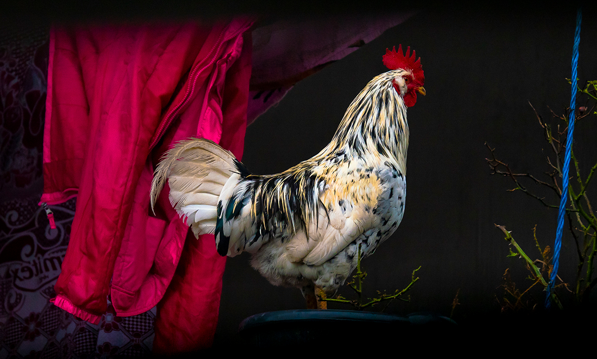 Royal Rooster