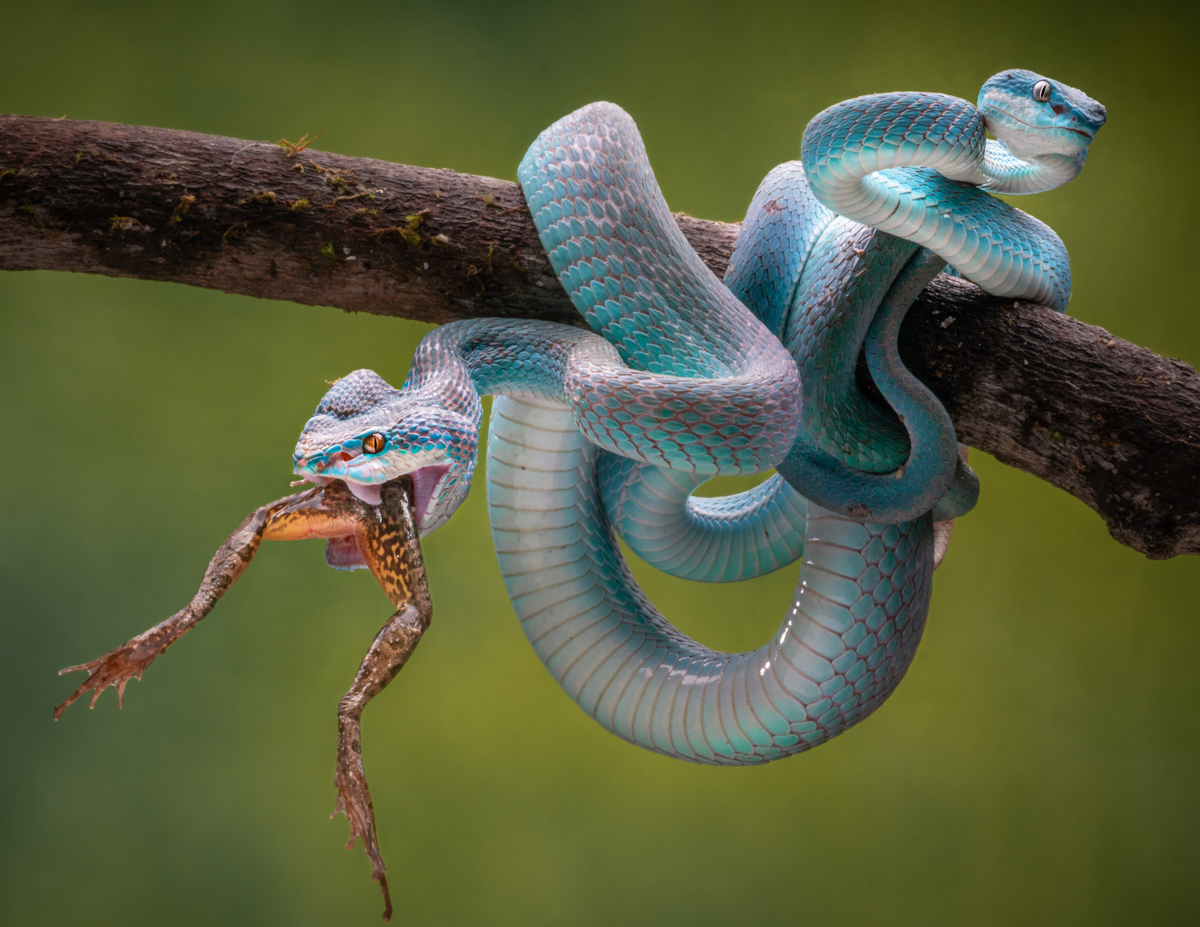 Blue Insularis 14