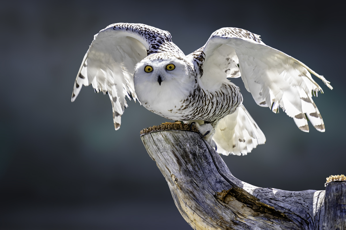 Shnow Owl
