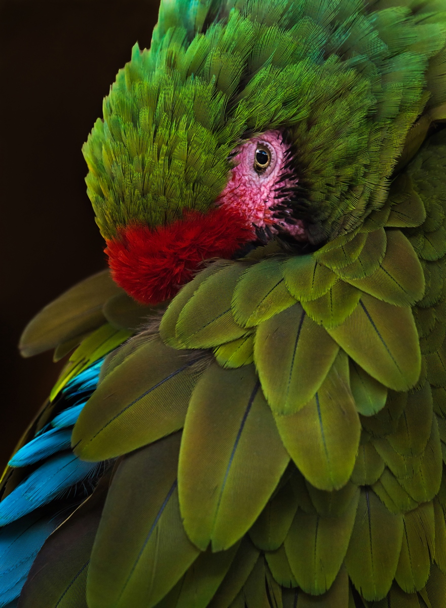 Bashful