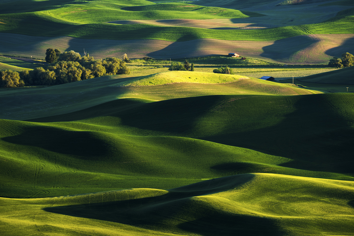 wheat field1