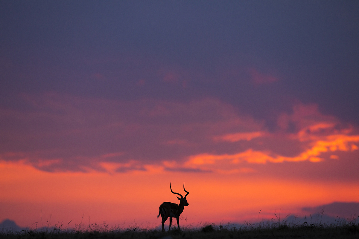 Sunset in Masai Mara
