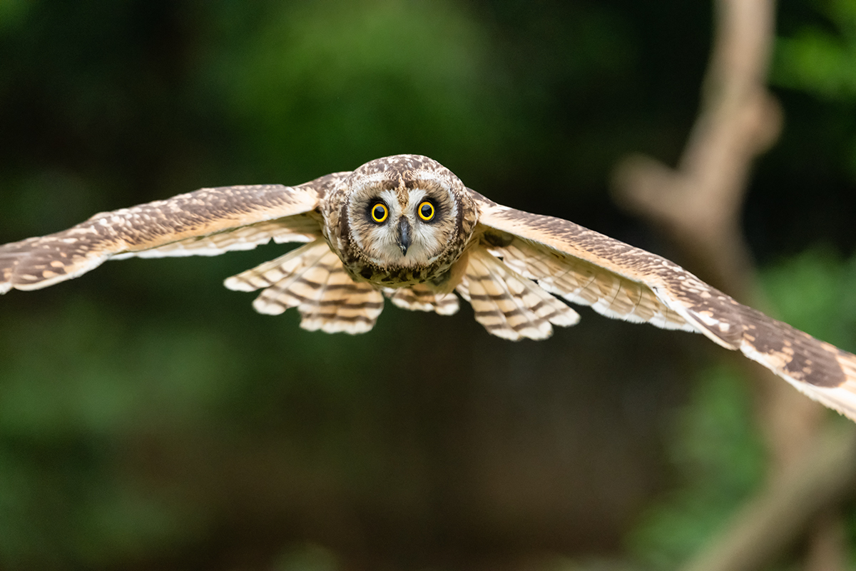 Forward Flight